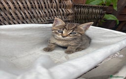 Bengal cats for sale: Beautiful farm reared bengals  - Image 30