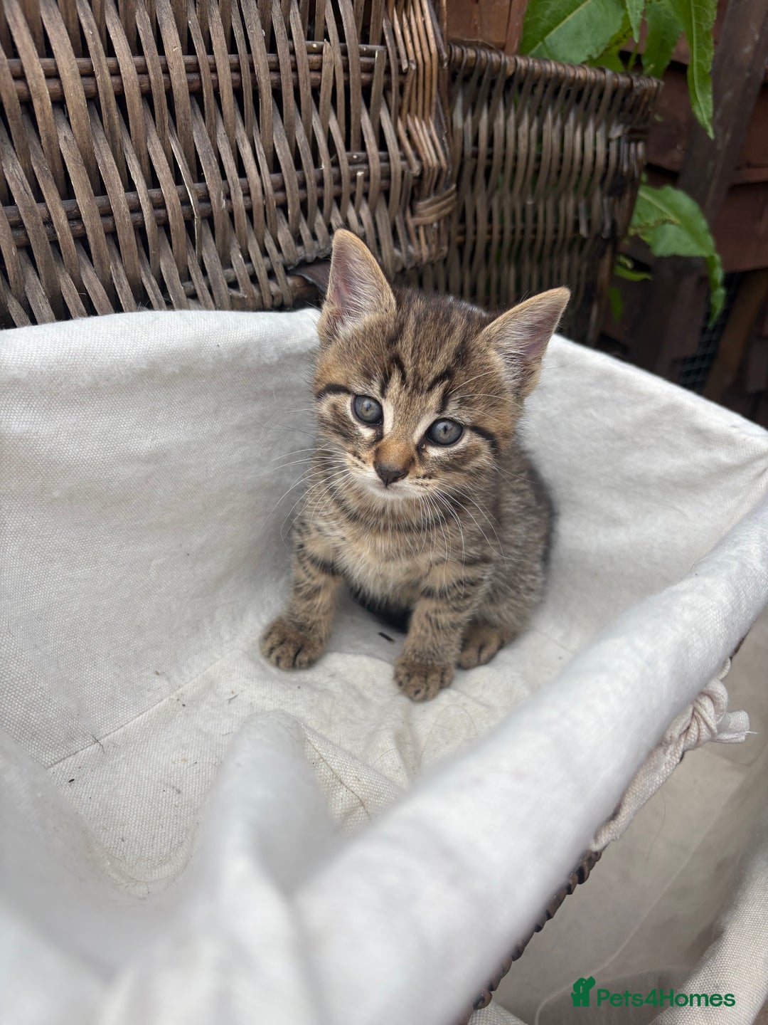 Bengal cats for sale: Beautiful farm reared bengals  - Image 30