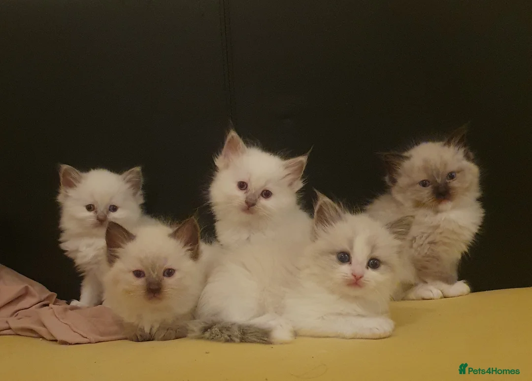 Ragdoll cats for sale: Last girl ragdoll available now ❤️ - Advert 4