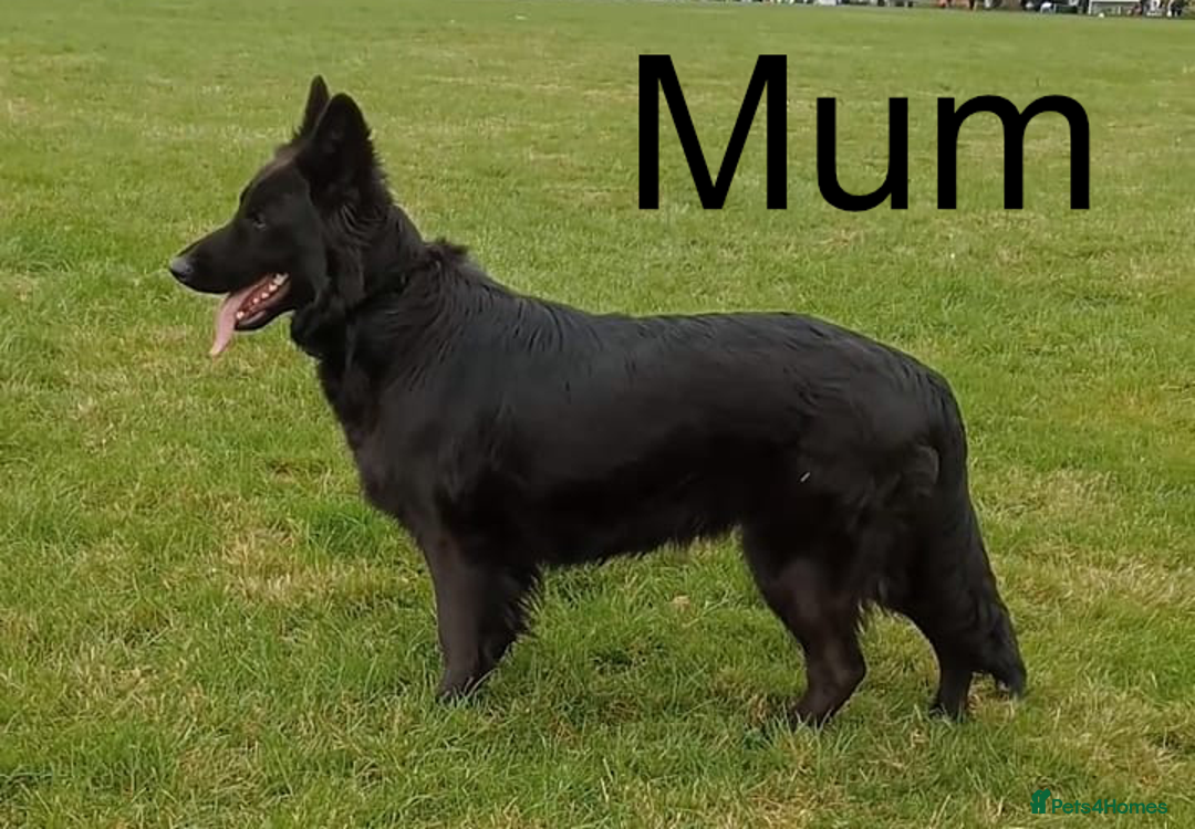 German Shepherd dogs for sale: Beautiful Chunky German Shepherd Puppies - Image 11