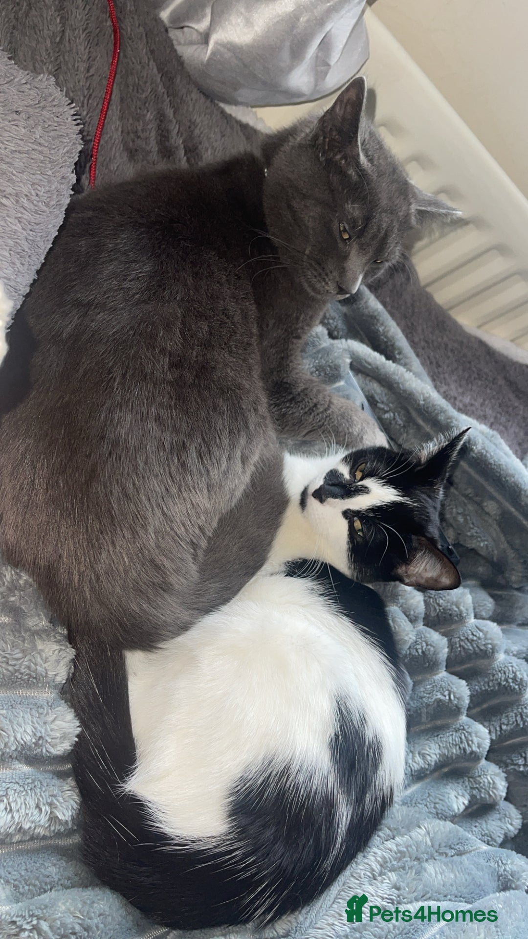 British Shorthair cats for sale: British shorthair - Ash  - Advert 6