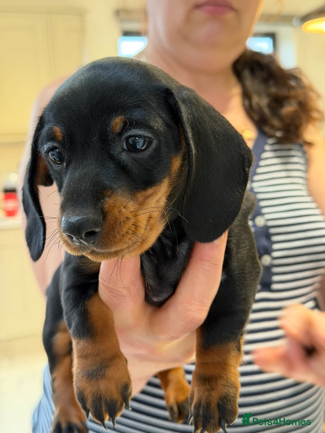 Miniature Dachshund dogs for sale: Miniature dachshund puppies - Advert 7