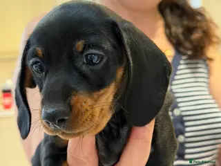 Miniature Dachshund dogs ✨KC Miniature Dachshund Puppy Black/Tan READY NOW - Advert 3