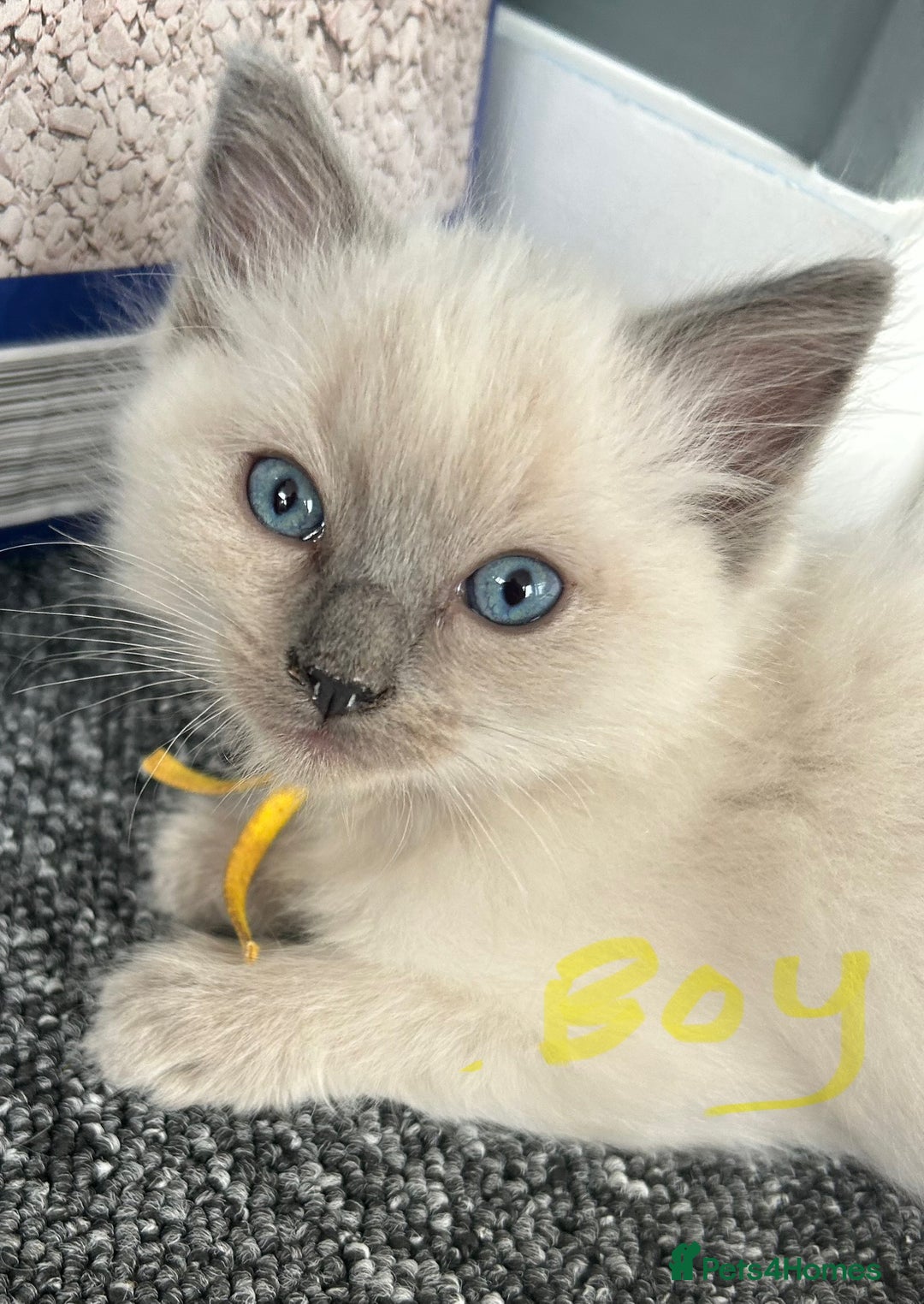 Ragdoll cats for sale: Ragdoll Kittens - last boy available  in Bournemouth - Image 2