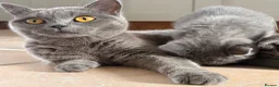 British Shorthair cats for sale: British shorthair  in Rotherham - Advert 12