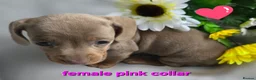 Dachshund dogs for sale: 8 Mini daxis smooth coat (kc reg optional) - Advert 14