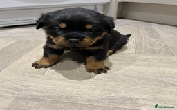 Rottweiler dogs for sale: Rottweiler puppies  - Image 5