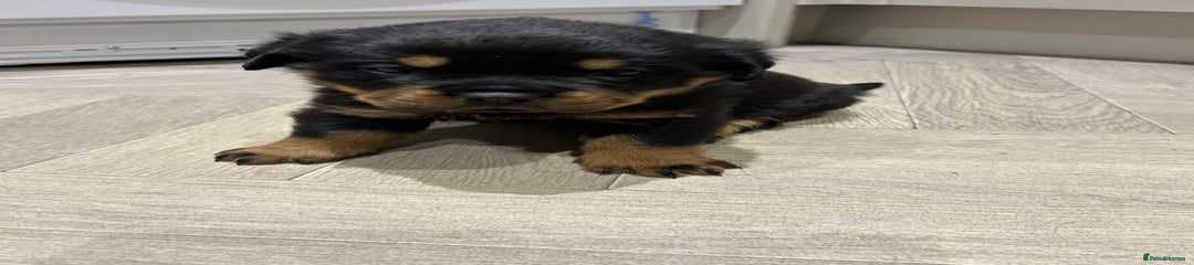 Rottweiler Puppy 3