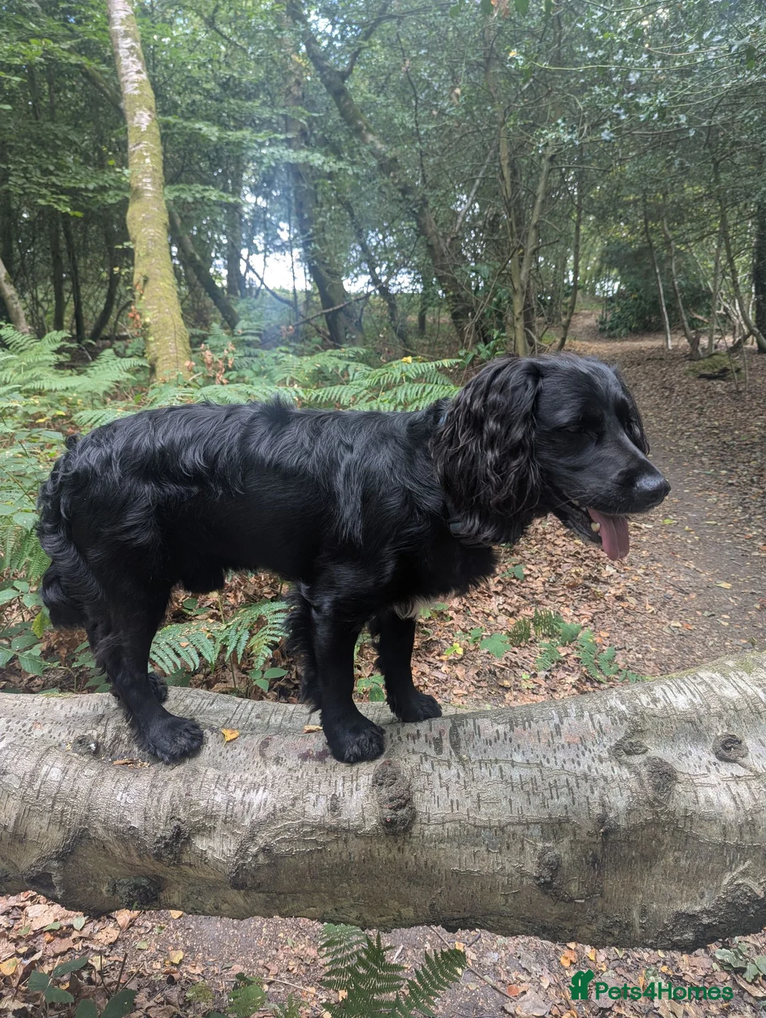 Cocker Spaniel dogs for stud: Cocker Spaniel for stud - Advert 2