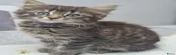 Siberian cats for sale: 4 hypoallergenic Siberian kittens  - Advert 6