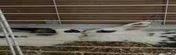 Lionhead rabbits for sale: Rabbits to re-home in Aylesbury - Advert 1