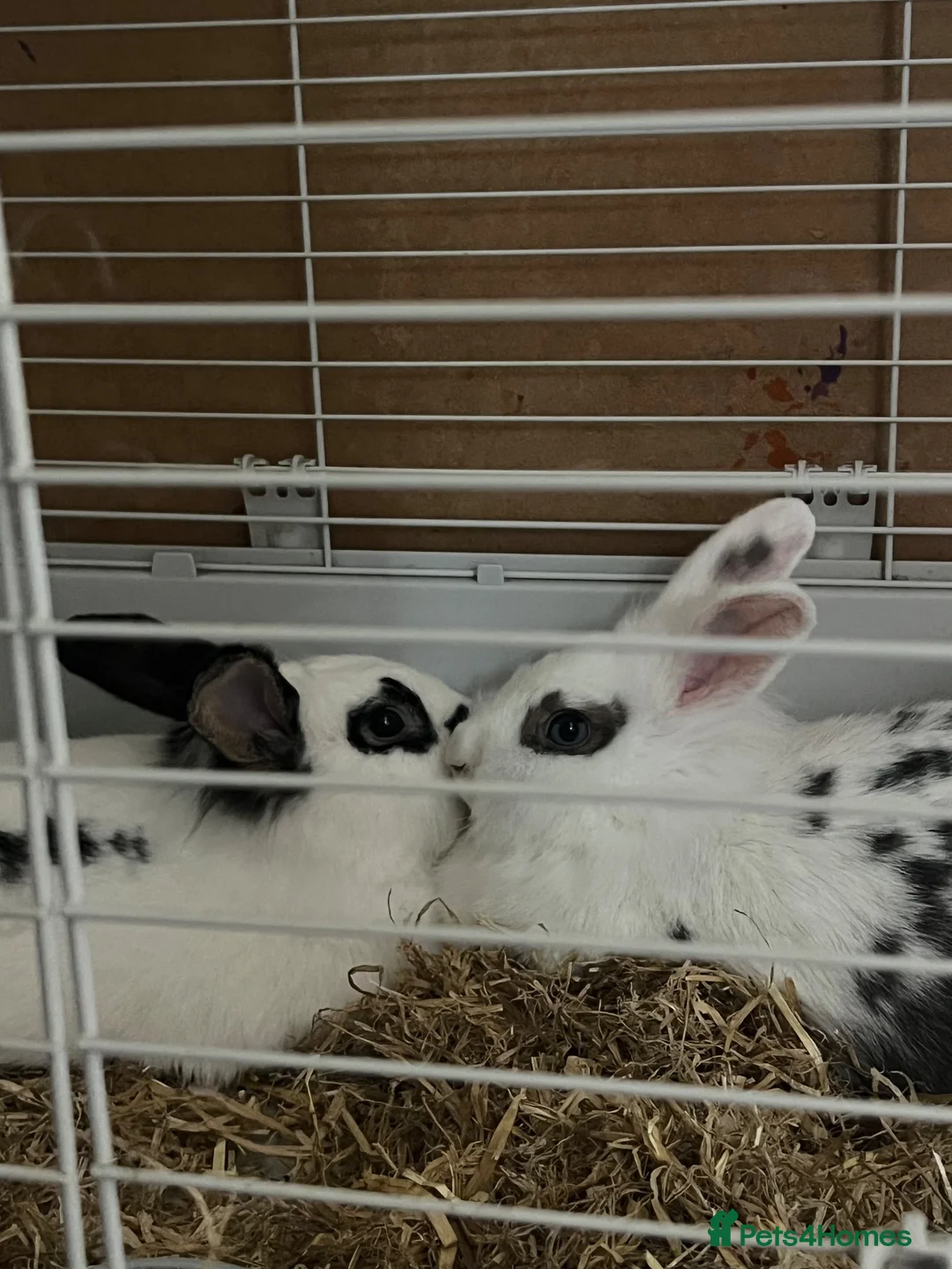 Lionhead rabbits for sale: Rabbits to re-home in Aylesbury - Advert 1