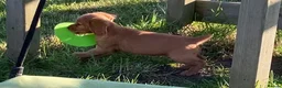Cocker Spaniel dogs for sale: Legally docked cockers  - Advert 4