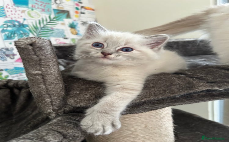 Ragdoll cats - Advert 8