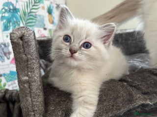 Ragdoll cats - Advert 23