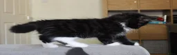 Turkish Angora cats for sale: Turkish Angora Mix Kittens - Advert 30