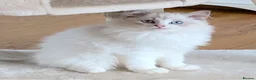 Ragdoll cats for sale: INDOOR GCCF REGISTERED RAGDOLL KITTENS - Advert 13