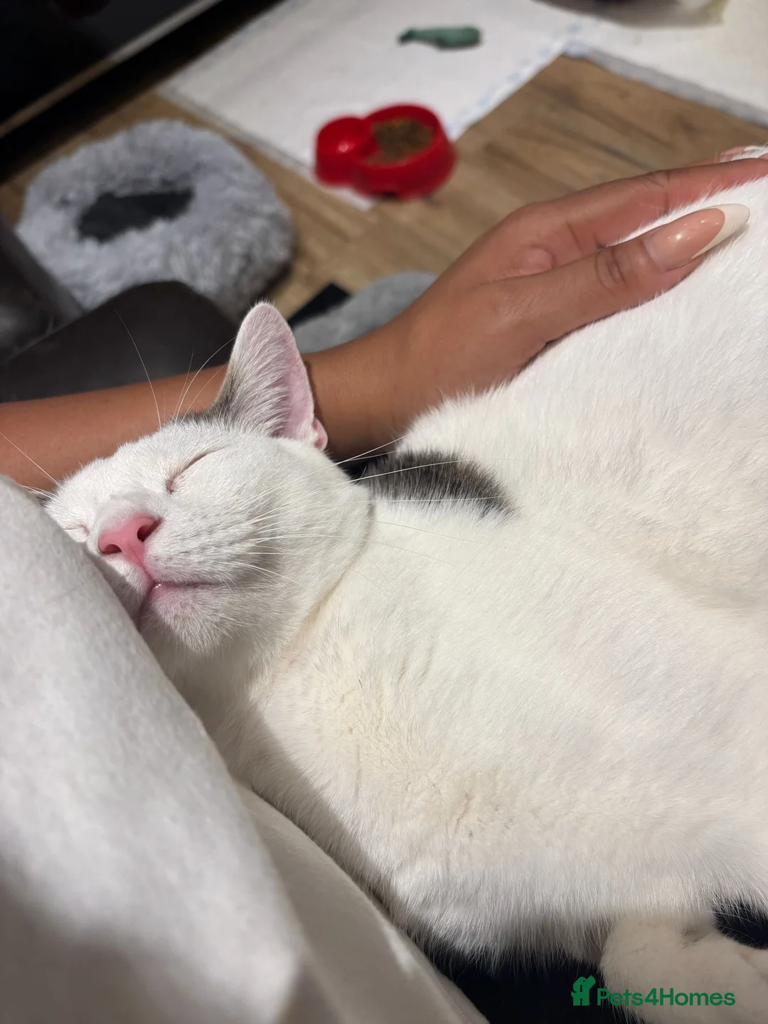 Domestic Shorthair cats for adoption: Loving Cats - Adopt Cats in Crisis East London - Advert 5