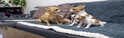 Jack Chi dogs for sale: 3 beautifully puppies for sale in London - Advert 2