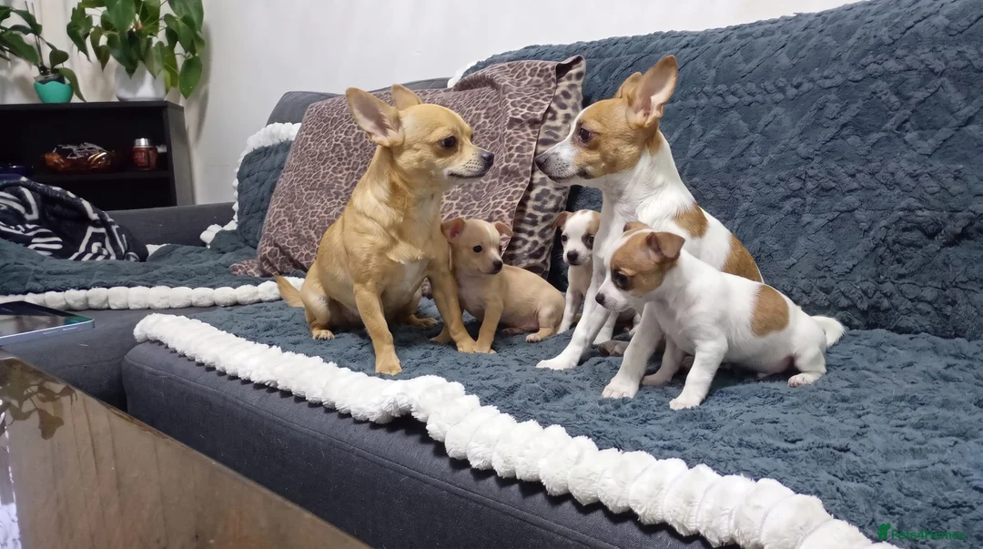 Jack Chi dogs for sale: 3 beautifully puppies for sale in London - Advert 2