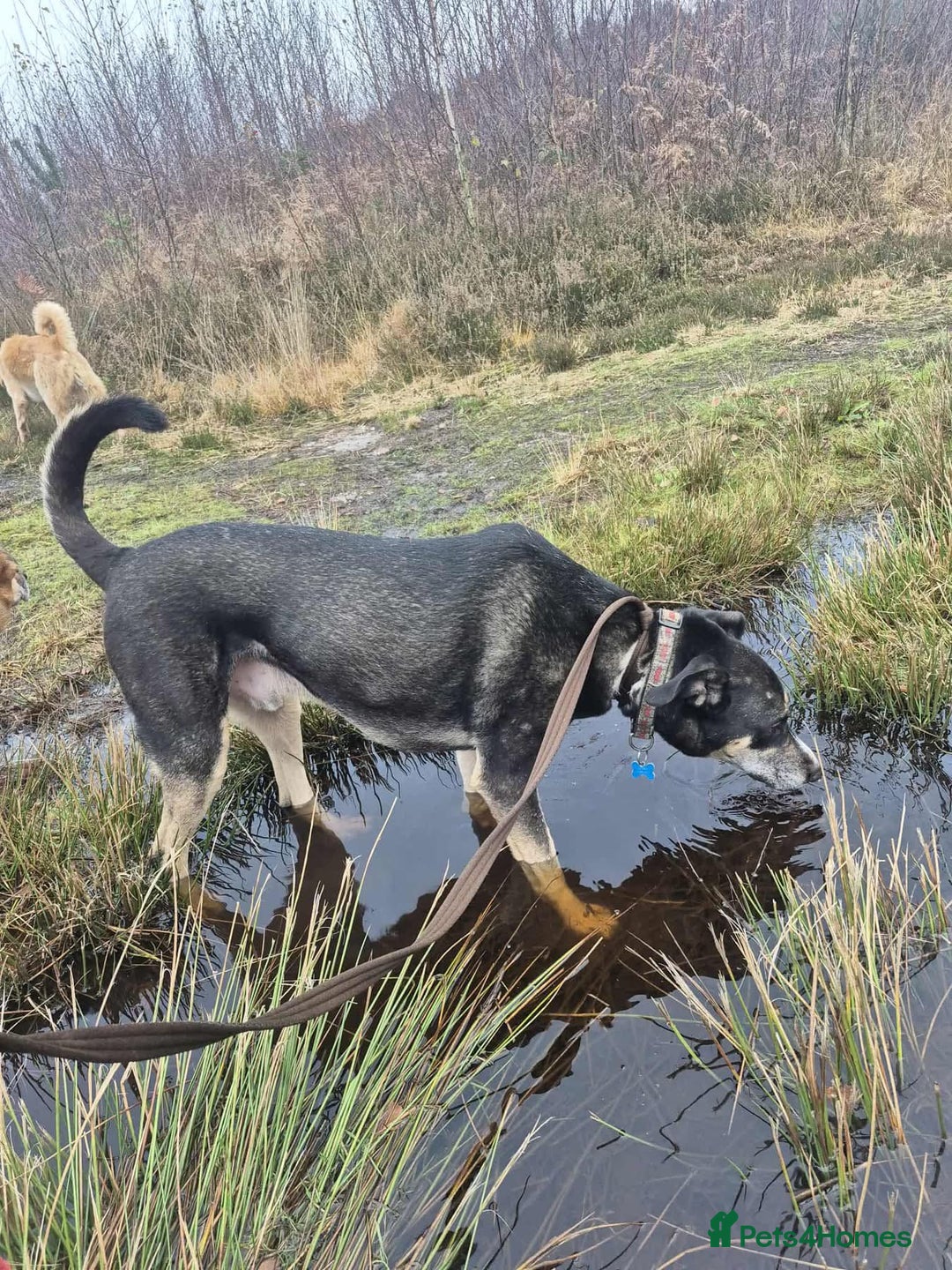 Mixed Breed dogs for adoption: Ralph - Norwich Norfolk  - Advert 7