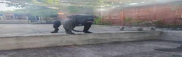 Presa Canario dogs for sale: Tyson - Advert 5