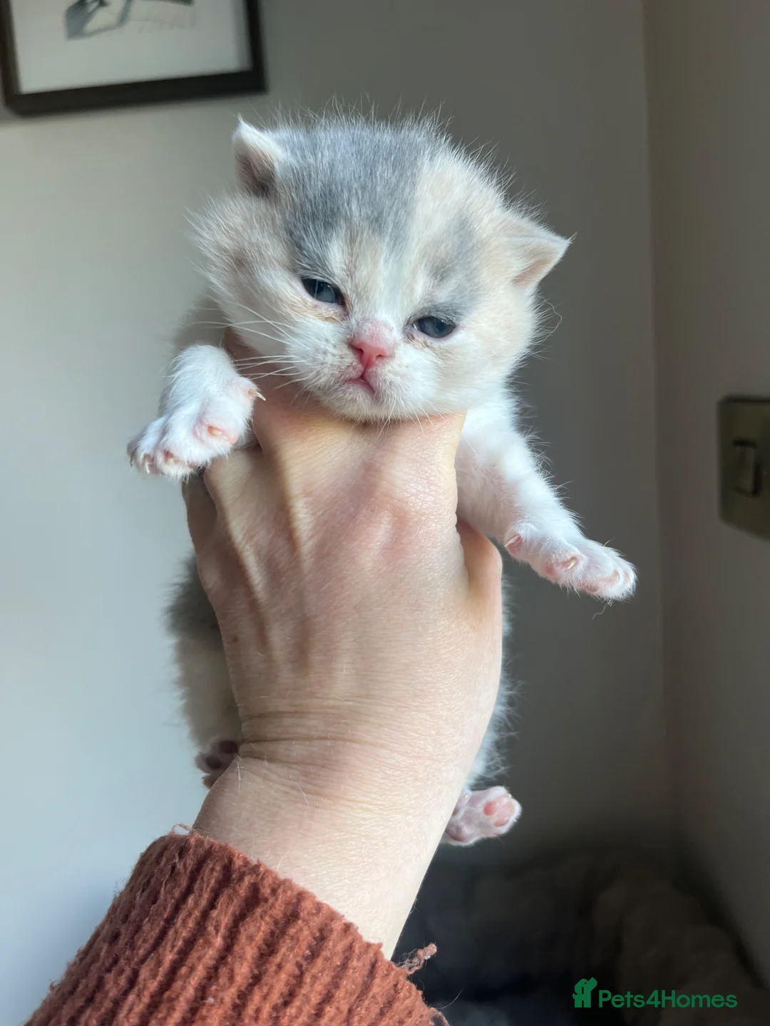 British Shorthair cats for sale: British Short hair kittens  - Advert 1