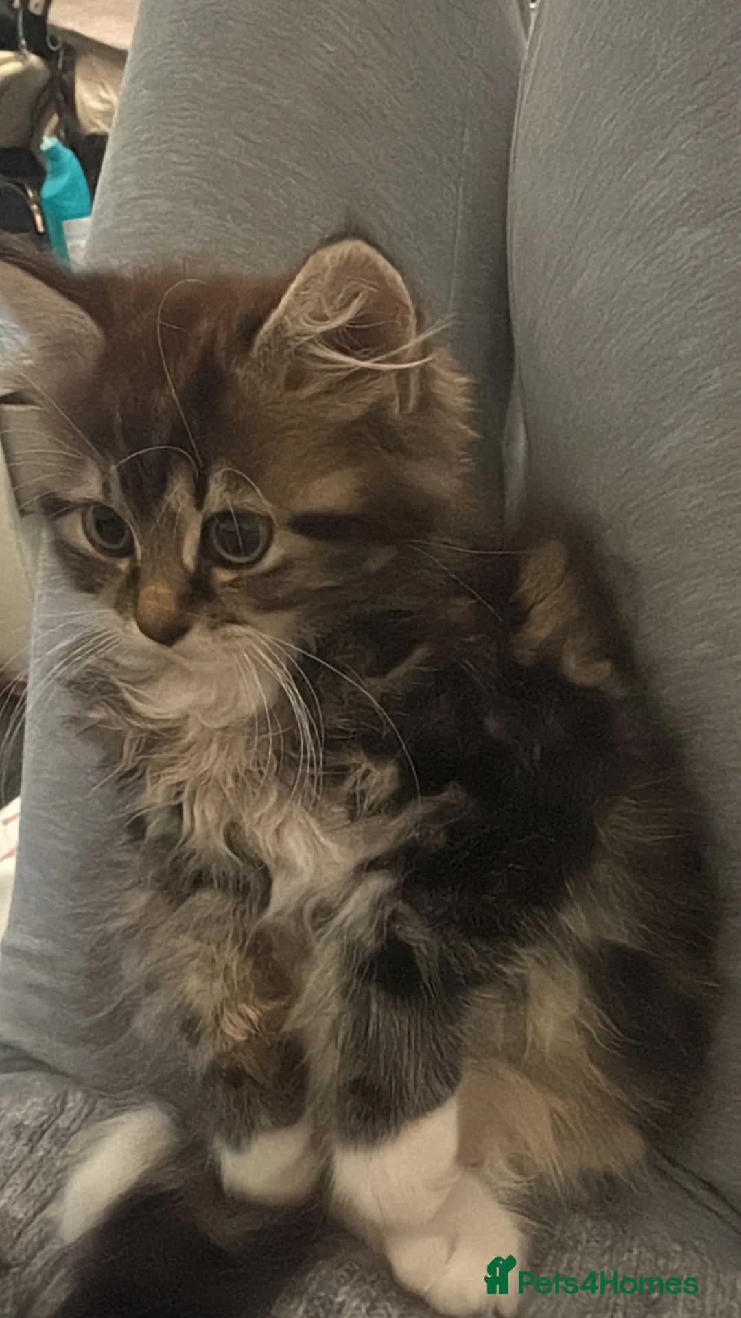 Mixed Breed cats for sale: 2x girl kittens  - Advert 5