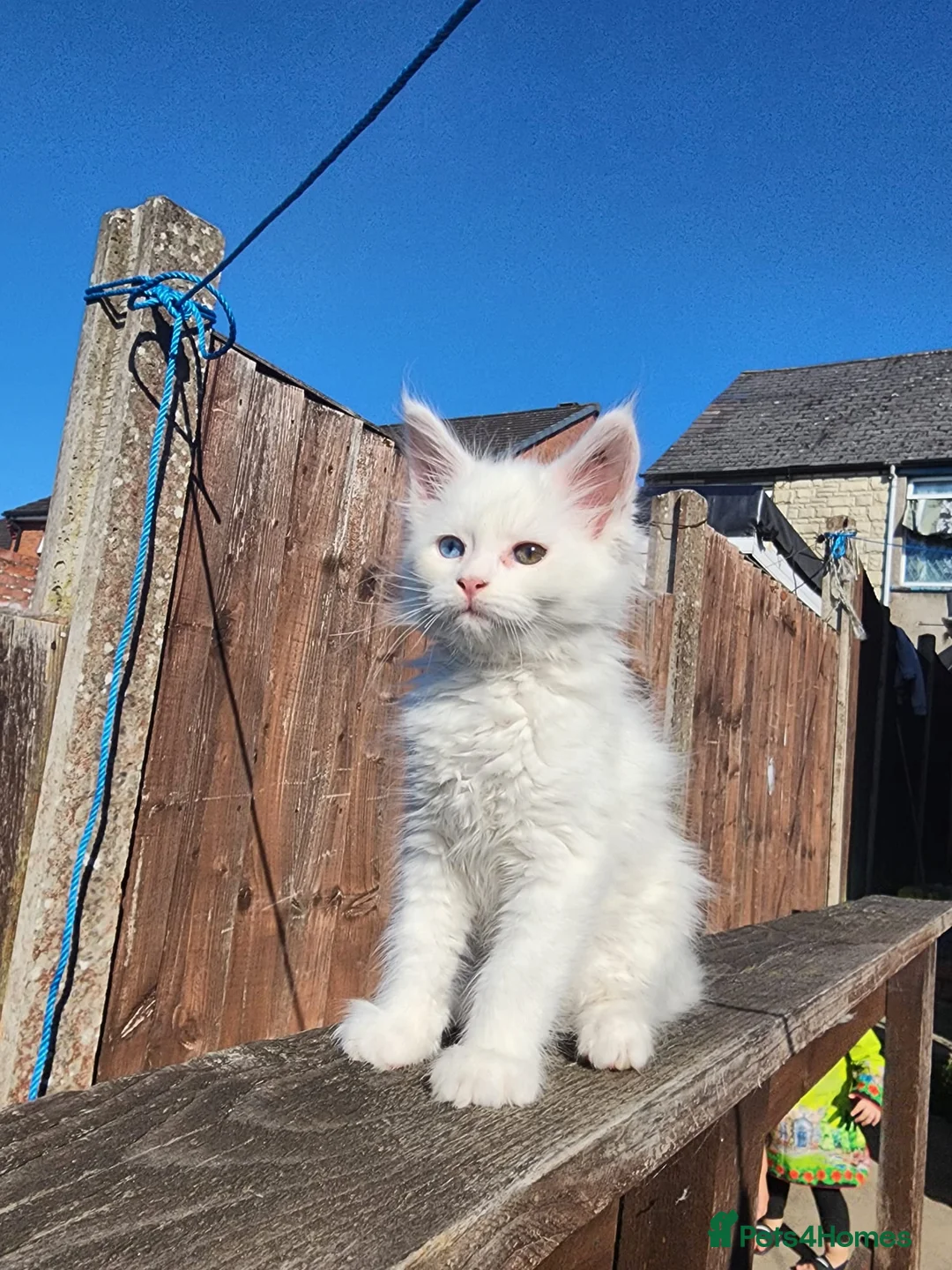 Maine Coon cats for sale: Maine Coon Kittens For Sale  - Advert 24