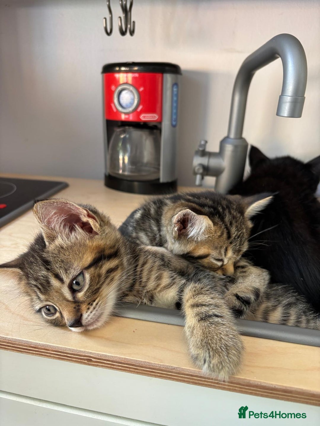 Domestic Shorthair cats for sale: 6 beautiful kittens for sale. - Image 25