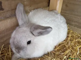 Mini Lop rabbits Two male mini lops in Shildon - Advert 4