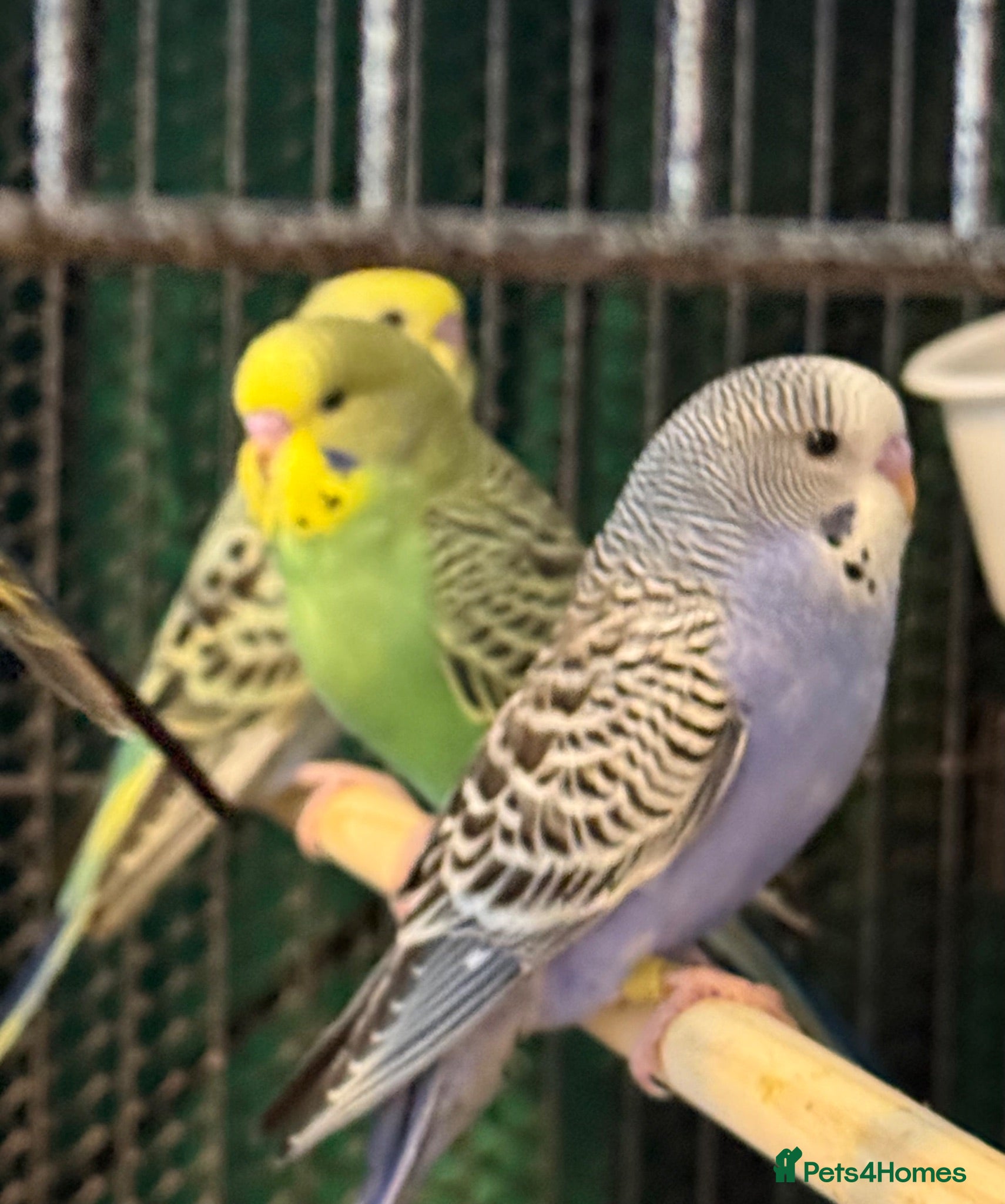 Budgerigars birds 8 week old baby budgies available in Runcorn - Advert 1