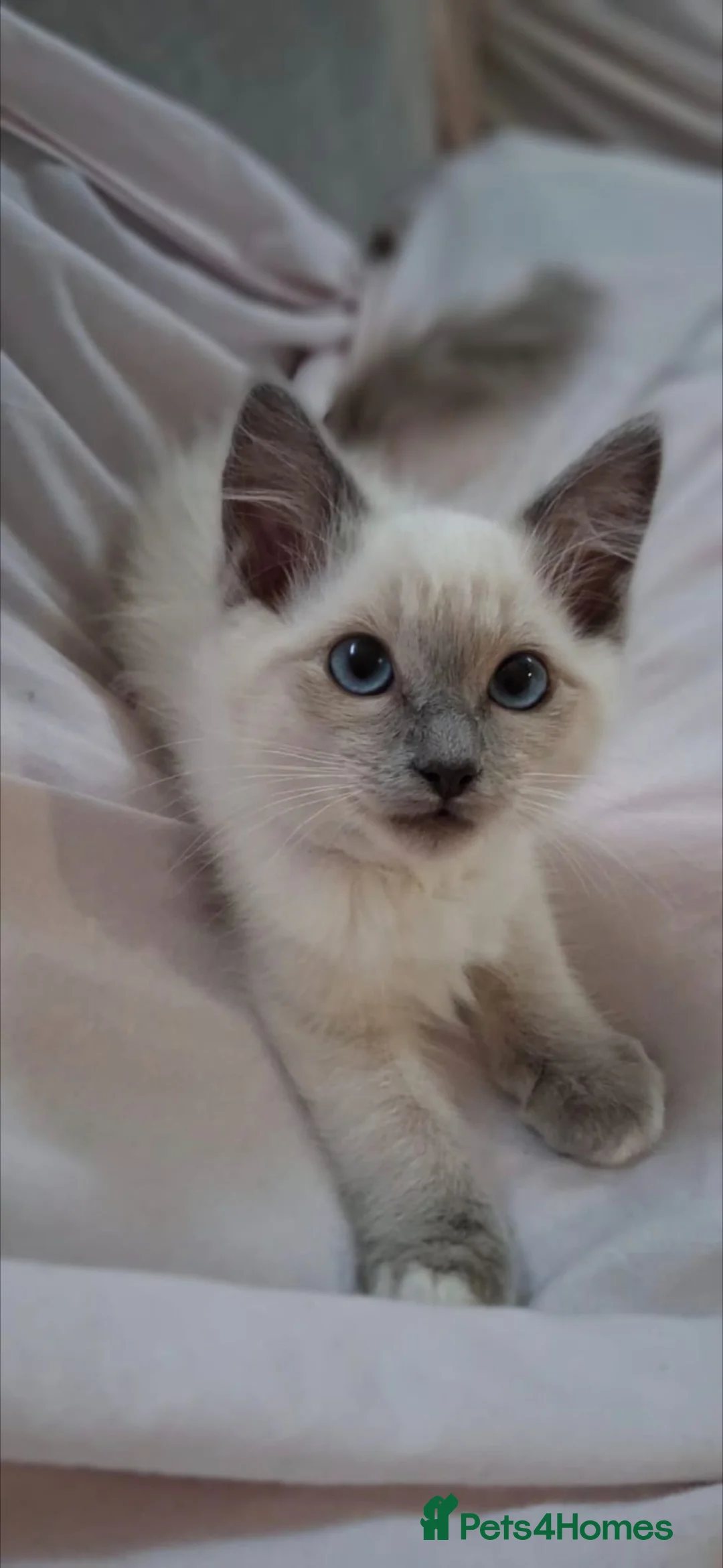 Ragdoll cats for sale: Ragdoll kittens  - 11 weeks old.  Ready now - Advert 1