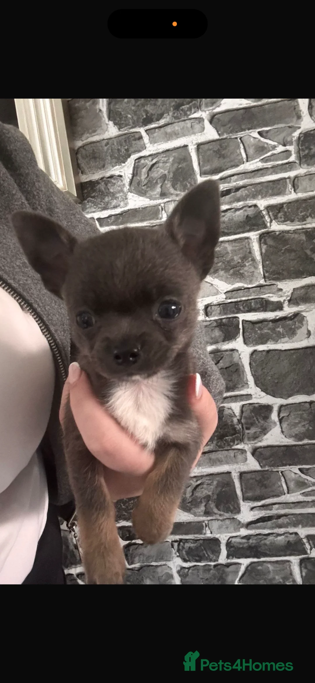 Chihuahua dogs for sale: Tri boy ready now.  - Advert 1
