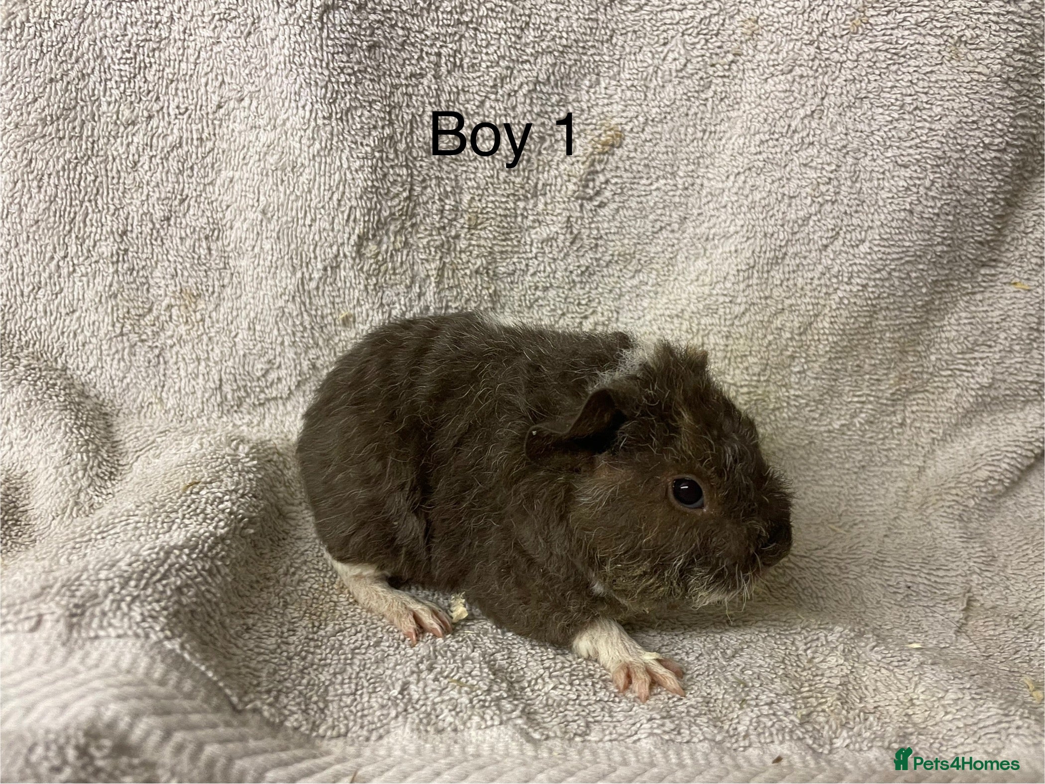 Guinea Pig rodents male teddy Guineapig for sale  - Advert 4