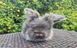 Angora rabbits for sale: 🧡Beautiful angora🐰- parents imported from 🇫🇷 - Image 4