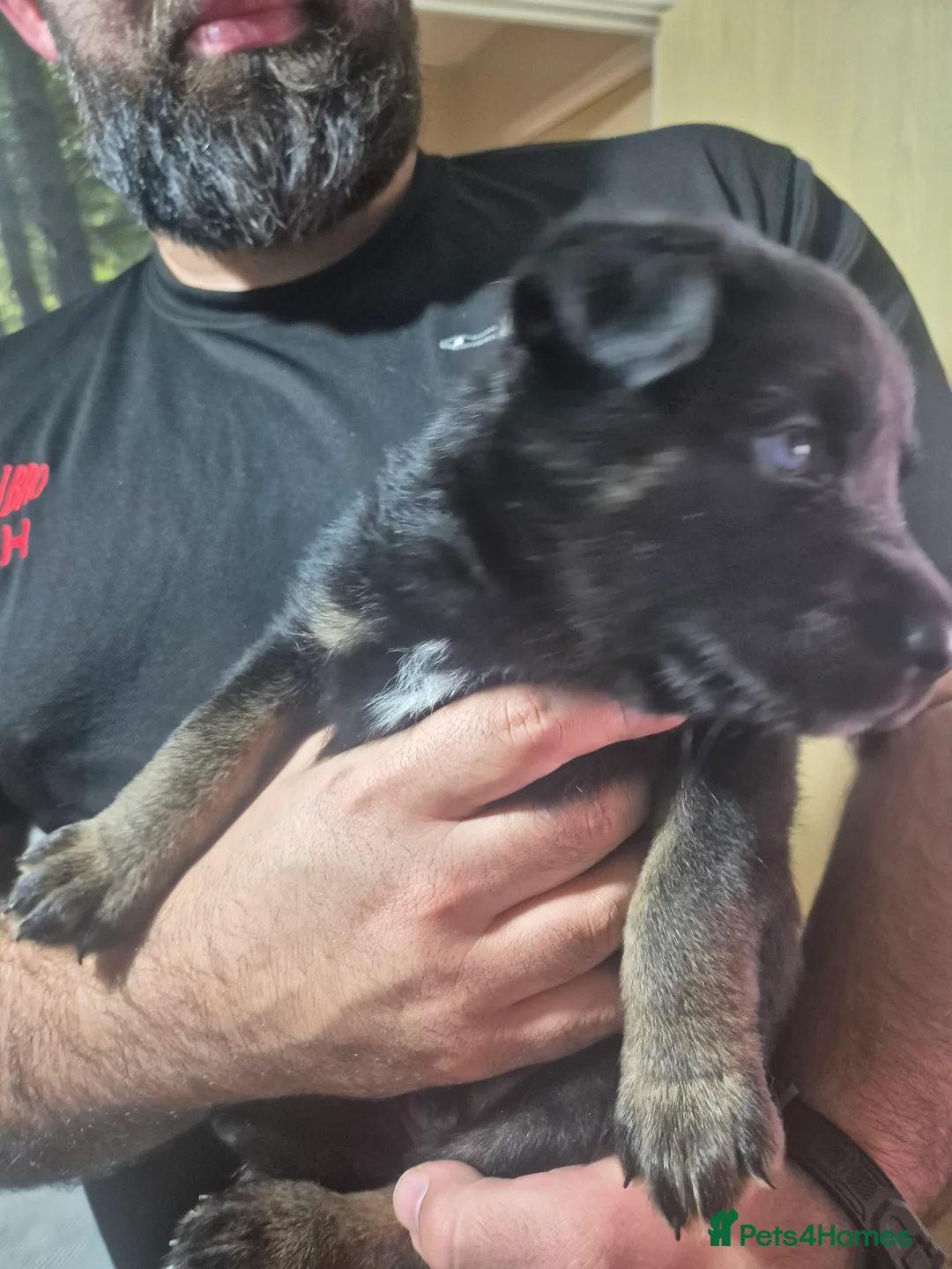 Mixed Breed dogs for sale: READY NOW! Stunning litter of puppies!! - Advert 23