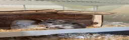 Hamster rodents for sale: Roborovski Hamster  in Wembley - Advert 7