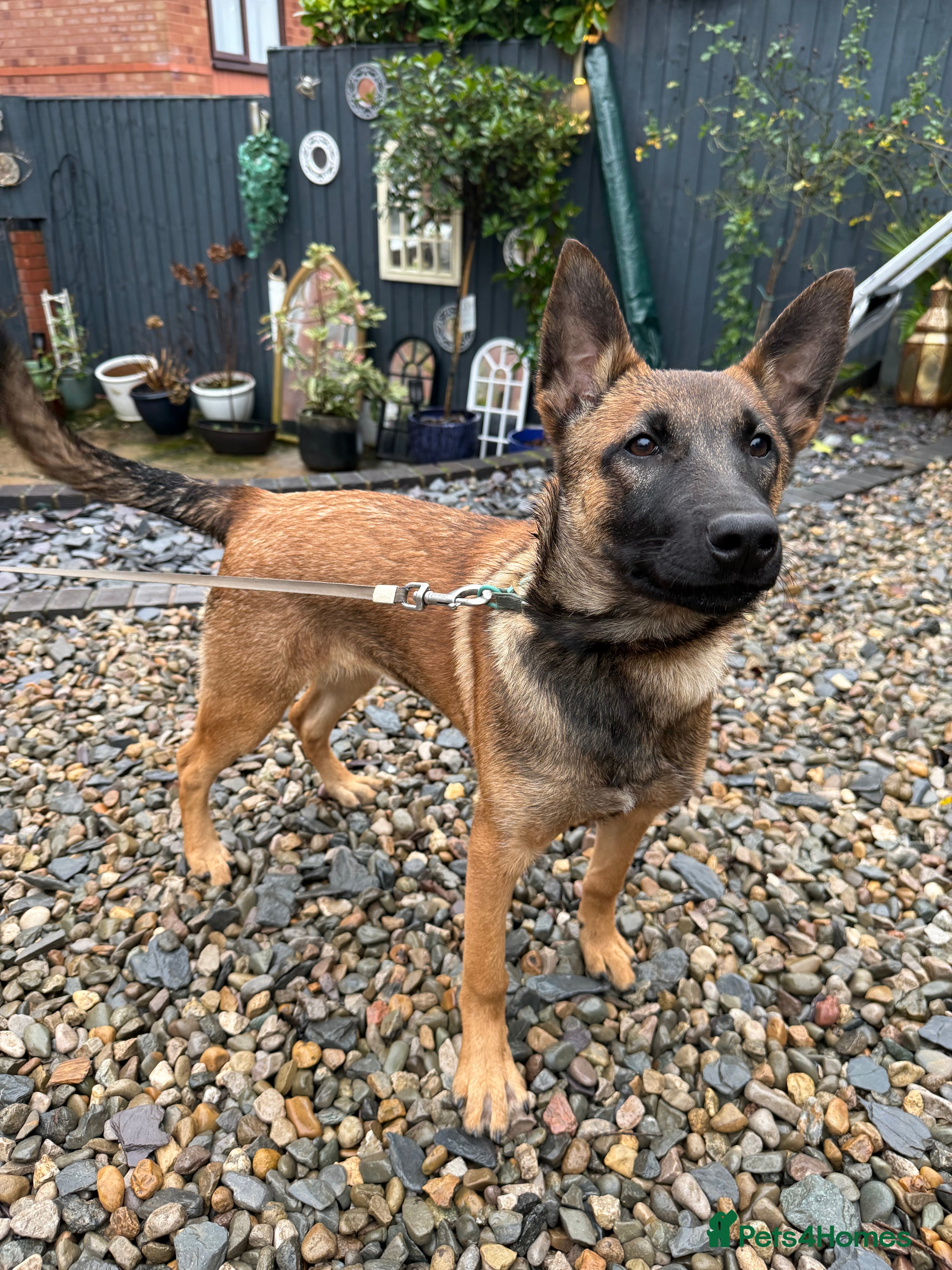 Belgian Shepherd Dog dogs Vex, 4 Month Old Belgian Malinois Female Available - Advert 8