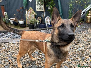 Belgian Shepherd Dog dogs Vex, 4 Month Old Belgian Malinois Female Available - Advert 14