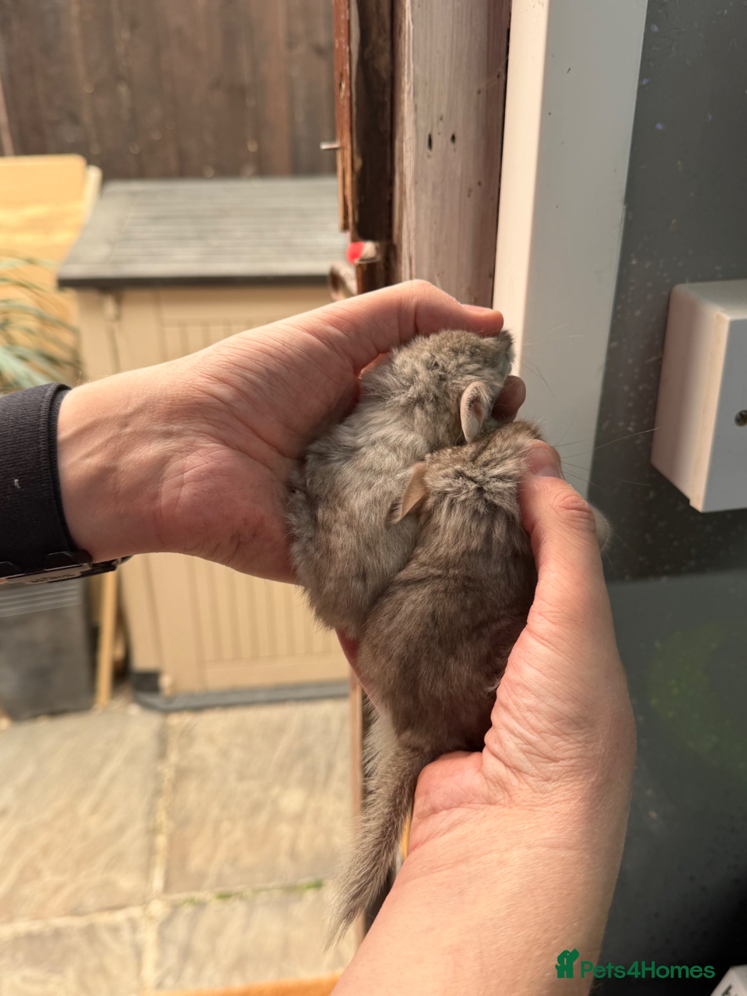 Chinchilla rodents Chinchilla Kits For Sale  - Advert 2