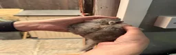 Chinchilla rodents for sale: Chinchilla Kits For Sale  - Advert 2
