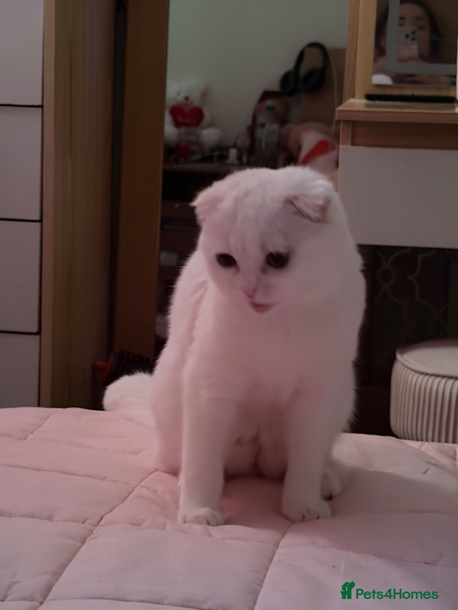Scottish Fold cats Luna ( moon)  - Advert 4