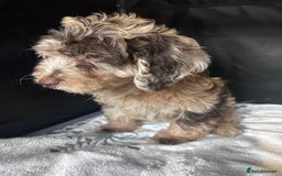 Cockapoo dogs for sale: Cockapoo puppies for sale  - Advert 17