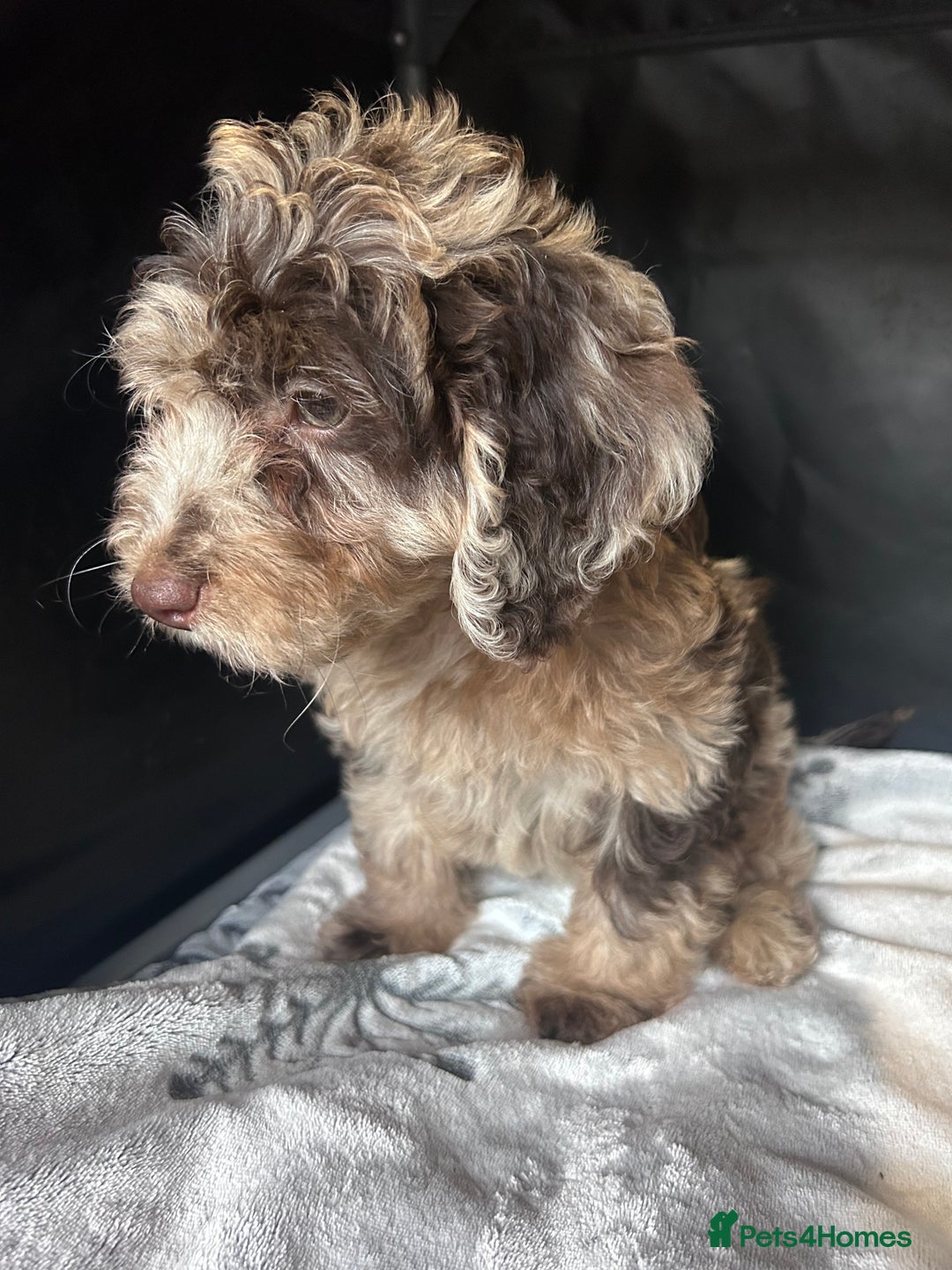 Cockapoo dogs for sale: Cockapoo puppies for sale  - Advert 17