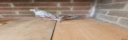 Pigeons birds for sale: pigeon for sale - Advert 4