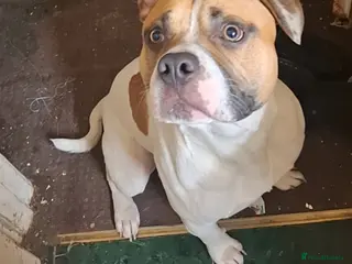 Mixed Breed dogs Mr joel - Advert 6