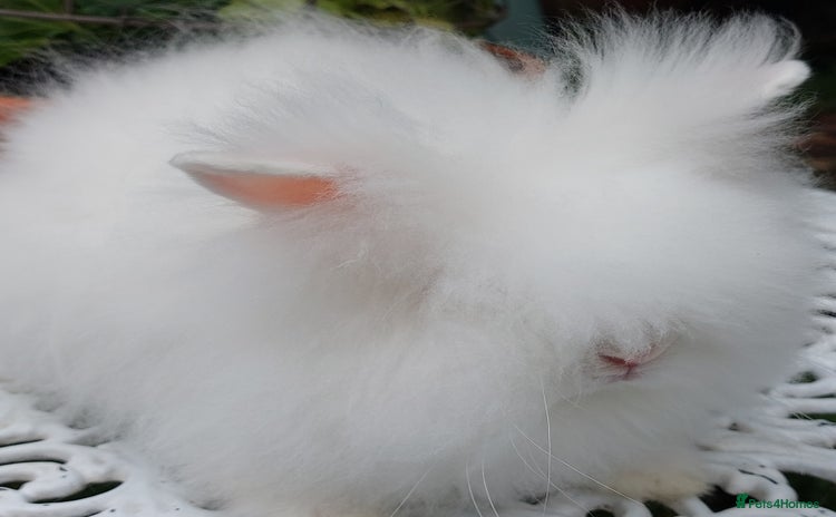 Angora rabbits - Advert 1
