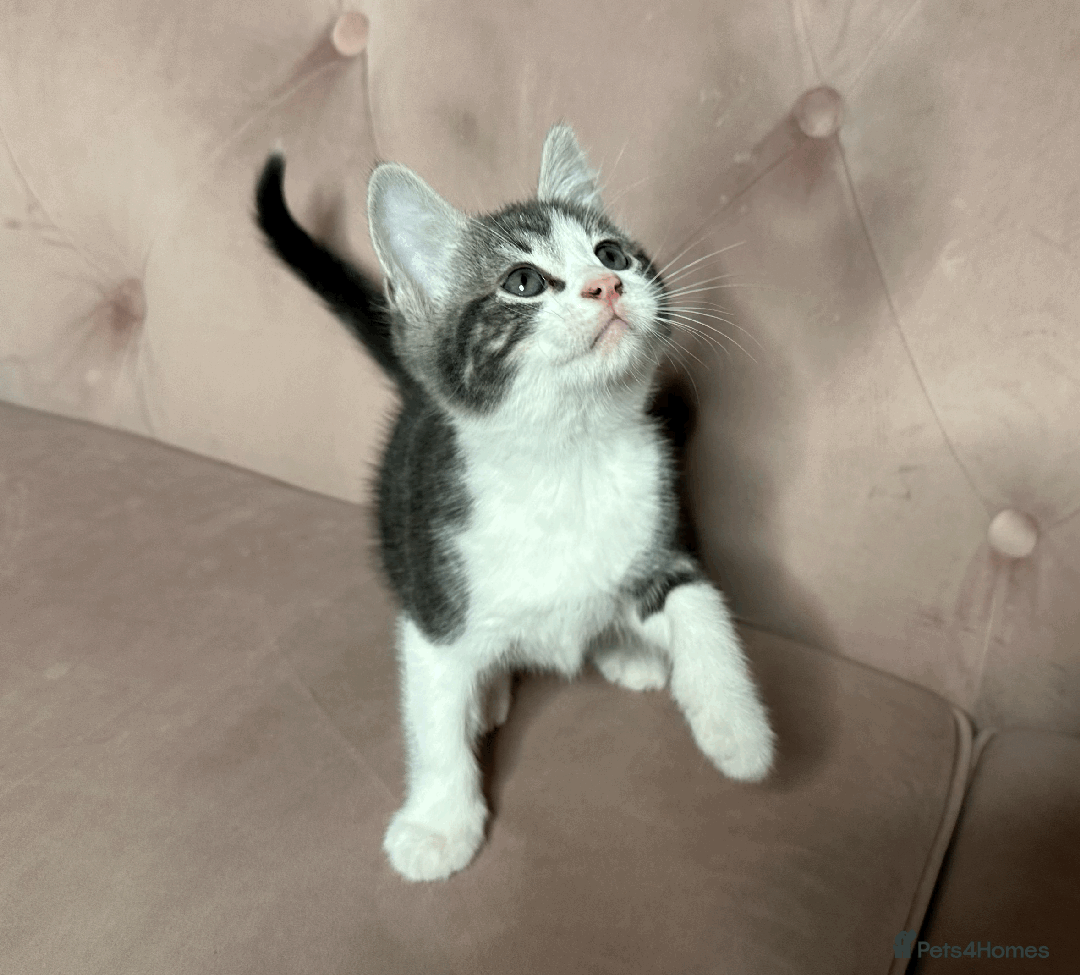 Mixed Breed cats for sale: One beautiful blue & white girl left - Advert 6