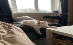 Maine Coon cats for sale: 7 month male main coon - Image 4